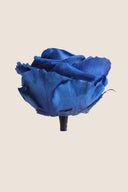 Amorosa Premium Bulk Stem Rose - Pack 12 u.