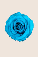 Amorosa Premium Bulk Stem Rose - Pack 12 u.