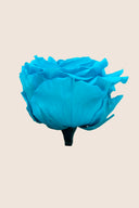 Amorosa Premium Bulk Stem Rose - Pack 12 u.