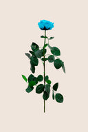 Amorosa Premium Bulk Stem Rose - Pack 12 u.
