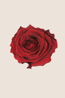 Amorosa Premium Bulk Stem Rose - Pack 12 u.