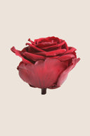 Amorosa Premium Bulk Stem Rose - Pack 12 u.