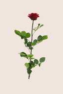 Amorosa Premium Bulk Stem Rose - Pack 12 u.