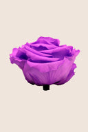 Amorosa Premium Bulk Stem Rose - Pack 12 u.