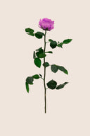 Amorosa Premium Bulk Stem Rose - Pack 12 u.
