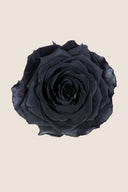 Amorosa Premium Bulk Stem Rose - Pack 12 u.
