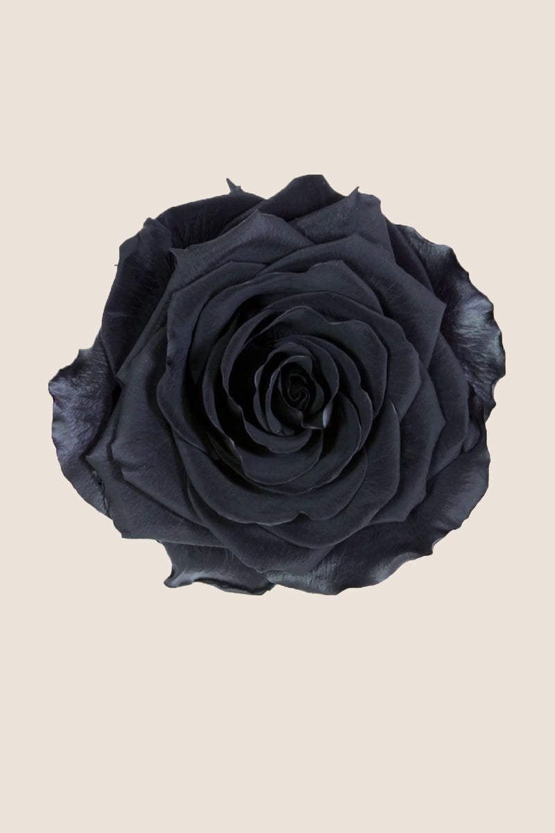 Amorosa Premium Bulk Stem Rose - Pack 12 u.
