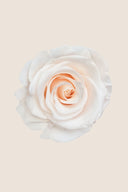 Amorosa Standard Gift Box Stem Rose - Pack 20 u.