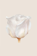 Amorosa Standard Gift Box Stem Rose - Pack 20 u.