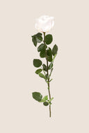 Amorosa Standard Gift Box Stem Rose - Pack 20 u.