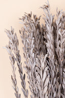 Pubescens