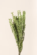 Pubescens