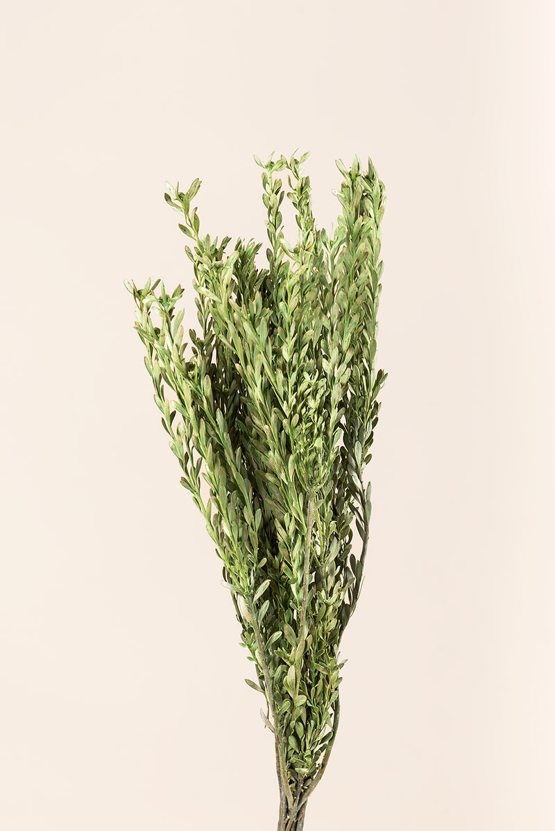 Pubescens