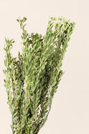 Pubescens