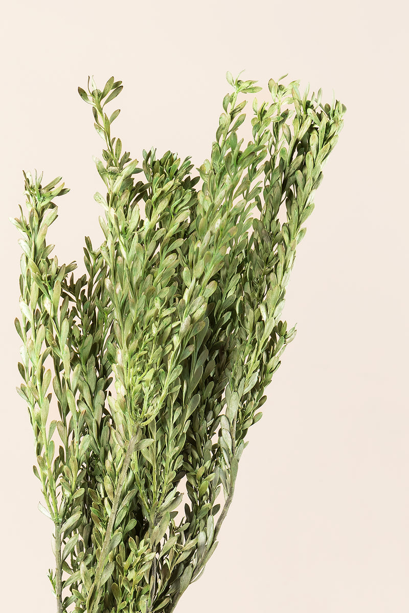 Pubescens