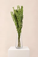 Pubescens