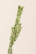 Pubescens