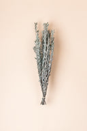 Pubescens
