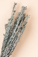 Pubescens