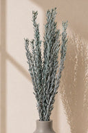 Pubescens