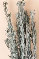 Pubescens