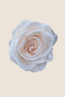 Rose Mini Bulk - Pack 288 u.