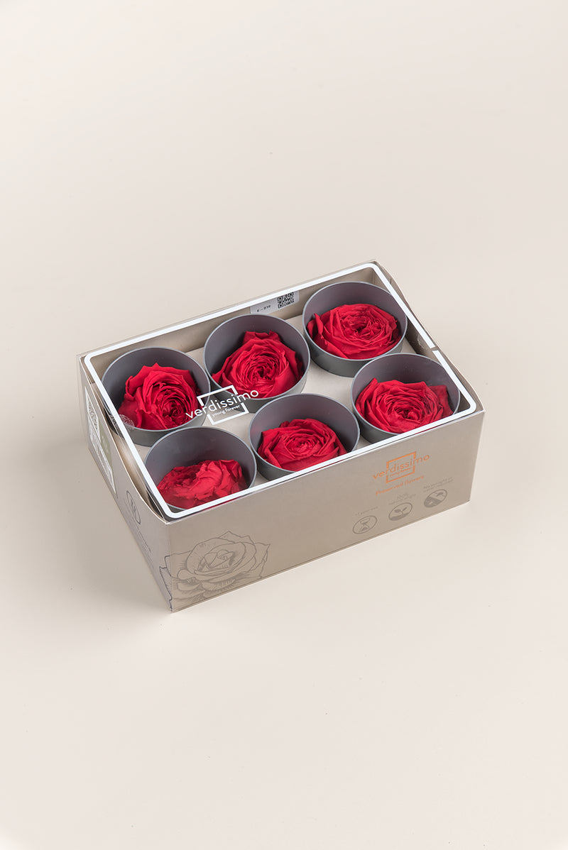 Garden rose - Box 6 heads