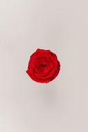 Garden rose - Box 6 heads