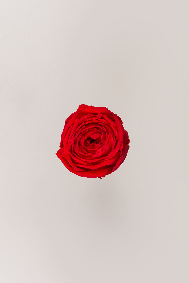 Garden rose - Box 6 heads