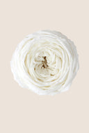 Garden rose - Box 6 heads