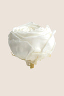 Garden rose - Box 6 heads