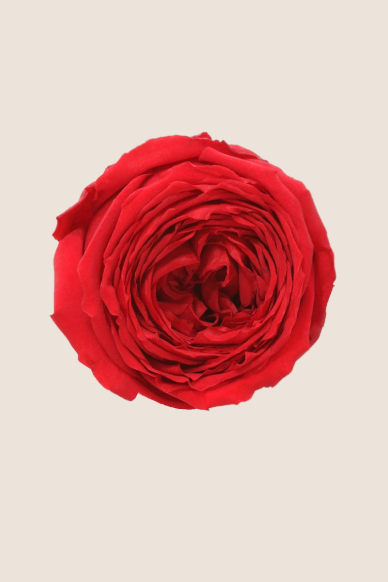 Garden rose - Box 6 heads