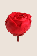 Garden rose - Box 6 heads