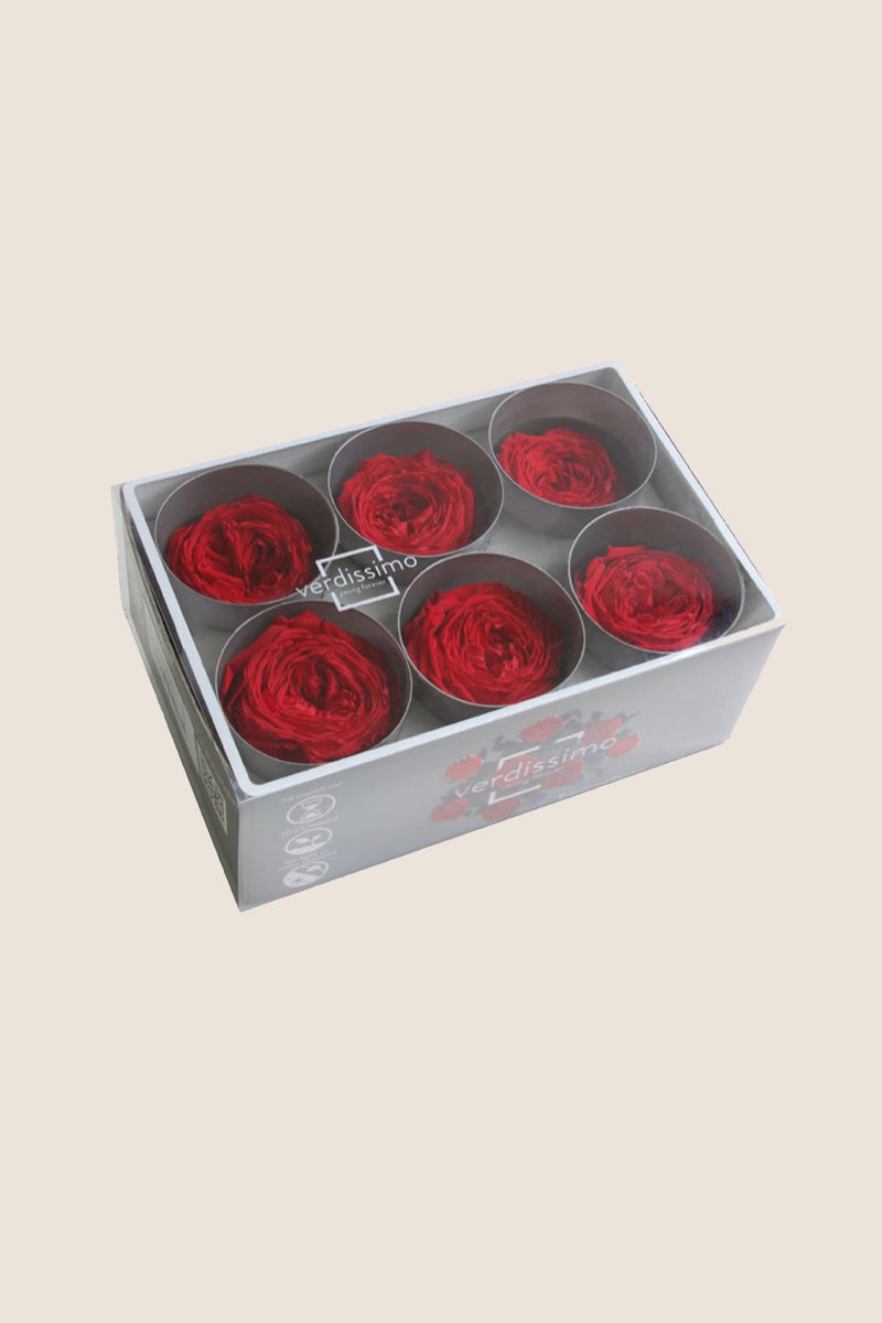 Garden rose - Box 6 heads
