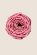 Garden rose - Box 6 heads