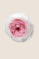 Garden rose - Box 6 heads