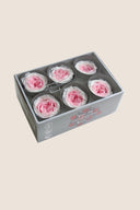 Garden rose - Box 6 heads