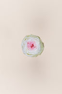 Garden rose - Box 6 heads