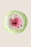 Garden rose - Box 6 heads
