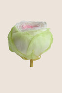 Garden rose - Box 6 heads