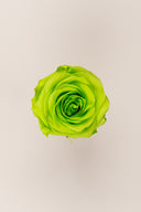 Rose Premium - Box 4 heads