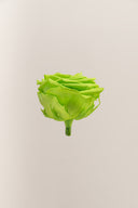 Rose Premium - Box 4 heads