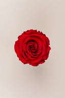 Rose Premium - Box 4 heads