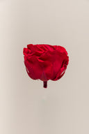 Rose Premium - Box 4 heads