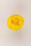 Rose Premium - Box 4 heads