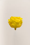 Rose Premium - Box 4 heads