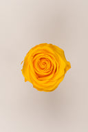 Rose Premium - Box 4 heads