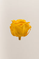 Rose Premium - Box 4 heads
