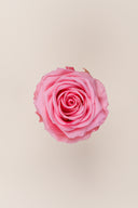 Rose Premium - Box 4 heads