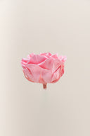 Rose Premium - Box 4 heads